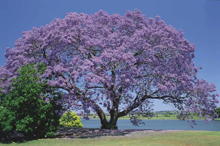 jacaranda-grafton